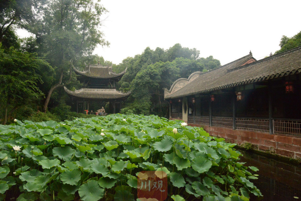 眉山三苏祠盛夏荷塘美如画 快来87版《红楼梦》取景处拍大片_腾讯新闻