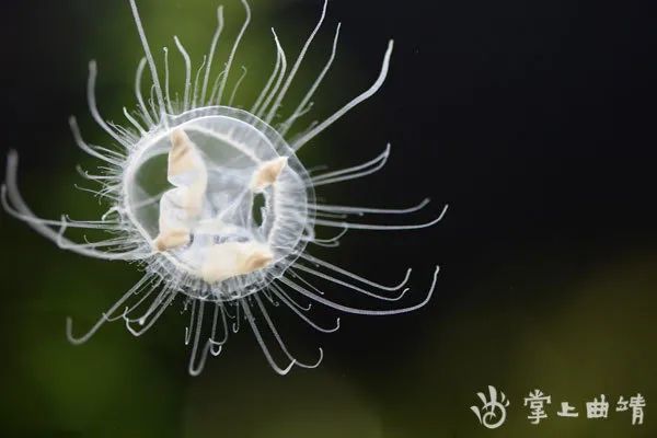 罗平发现水中大熊猫桃花水母