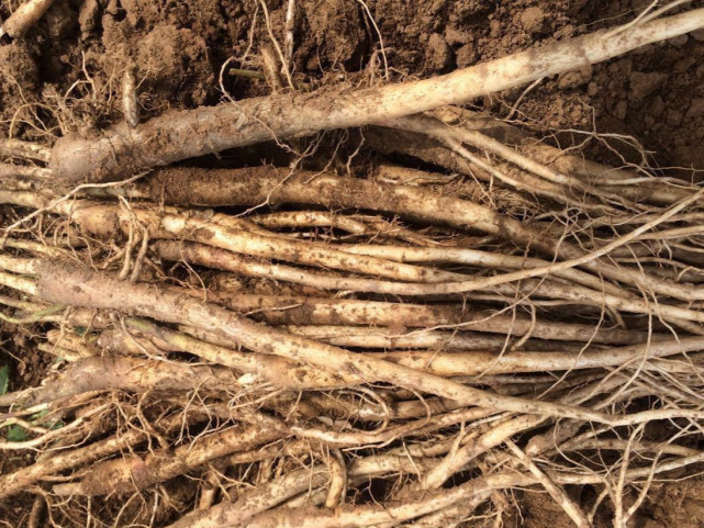 俗称 小人参 做泡菜是一绝 若见到挖回家 本是药材却成食材