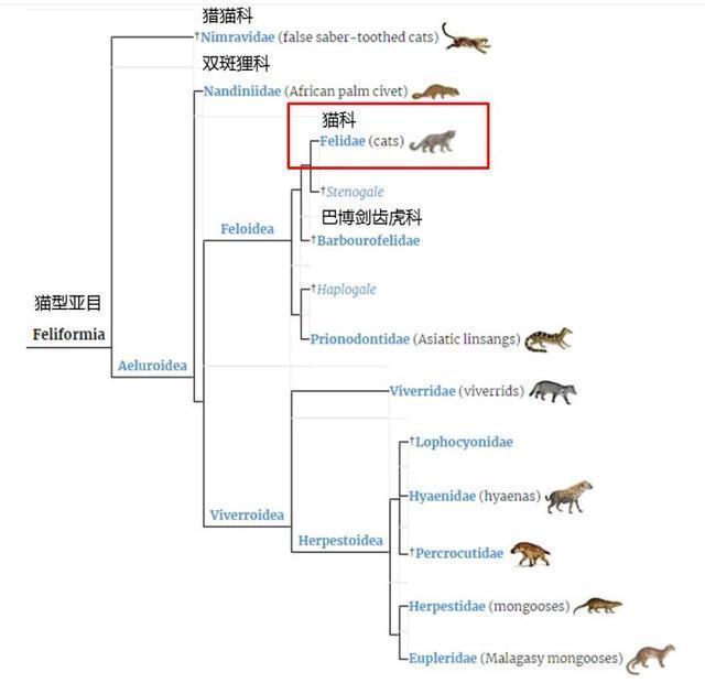 接着就是猫科的分支树最后的题外话,由上图可得知现在所有猫科动物和