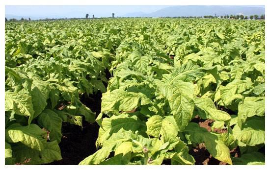 他是正厅级"云南烟王",酷爱金条和象牙,涉案1500万,获刑13年_腾讯新闻