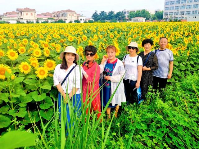 龙口网红打卡地:朵朵葵花向太阳!快约朋友一起来打卡!