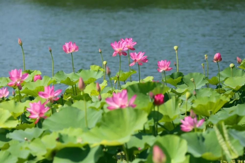 夏日荷塘美景已上线～_腾讯新闻
