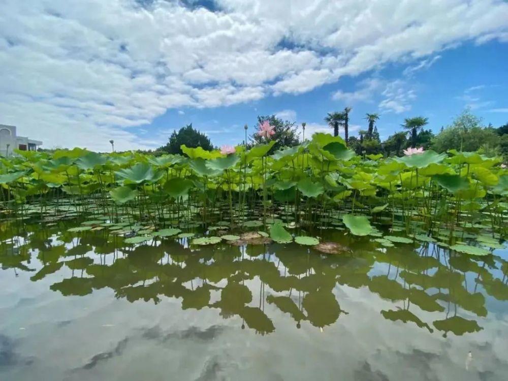 2021滨海公园荷花展已开幕,前往公园的市民可尽情欣赏1000多平方米的