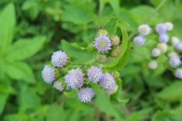 中国十大外来入侵物种 水葫芦仅排第四 第一最为大家所熟知 腾讯新闻