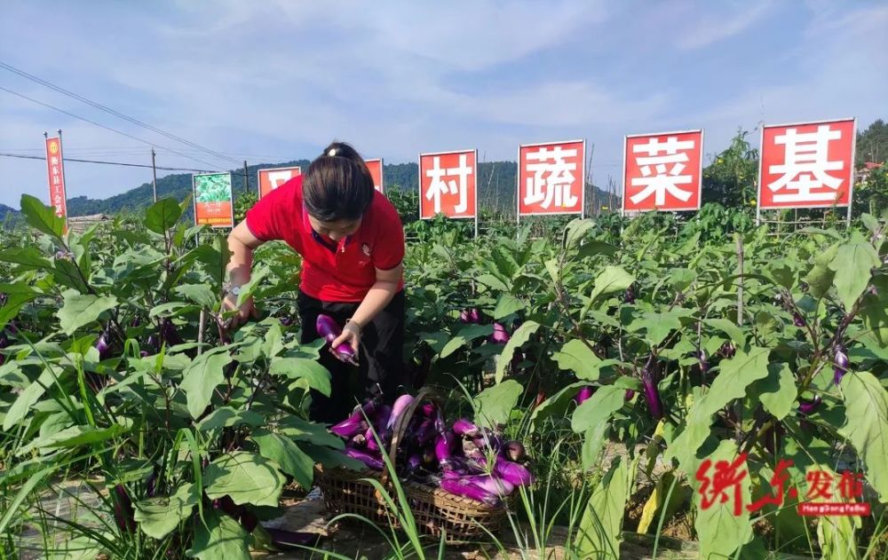 惠民共享菜园开启新田园生活 腾讯新闻
