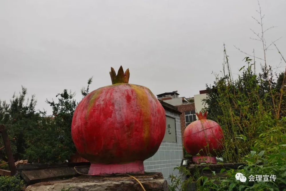 会理的"石榴路":赏景观果正当时!