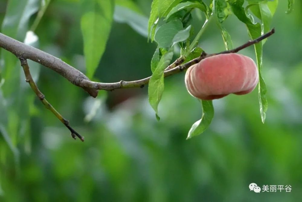 平谷大桃,品质保障(附联系方式)