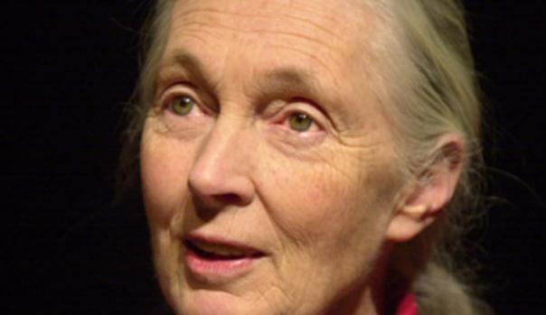 鼻子是山根,在面相之中主财,父母给子孙留下的灾厄过多,可能会出现高