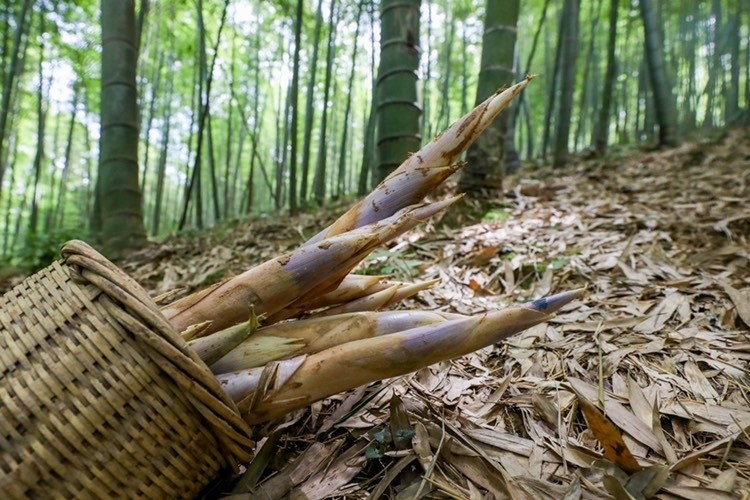 品质高产量少今夏本地鞭笋供不应求