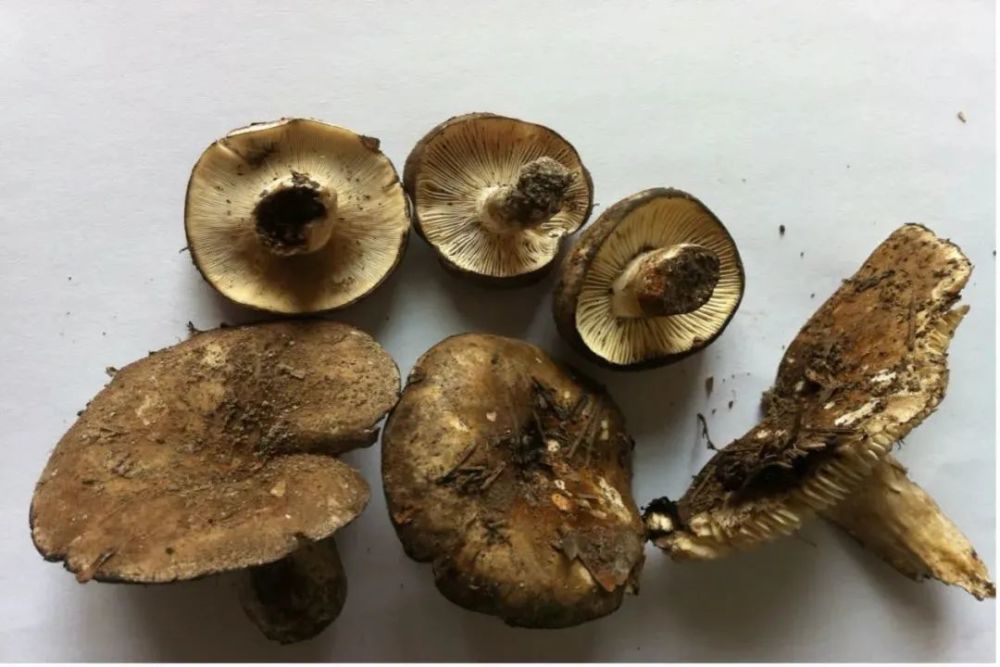 关注食品安全丨难识别的剧毒菌亚稀褶红菇