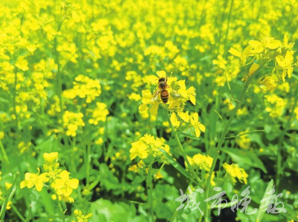 油菜花開,金燦燦!