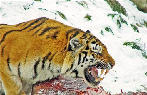 汉武帝讨厌使臣进贡的动物,将它扔进笼子喂虎,不料老虎伏地不起
