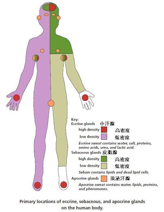还是亚洲人,身体上都或多或少存在着体味,这个体味的源泉来自于大汗腺
