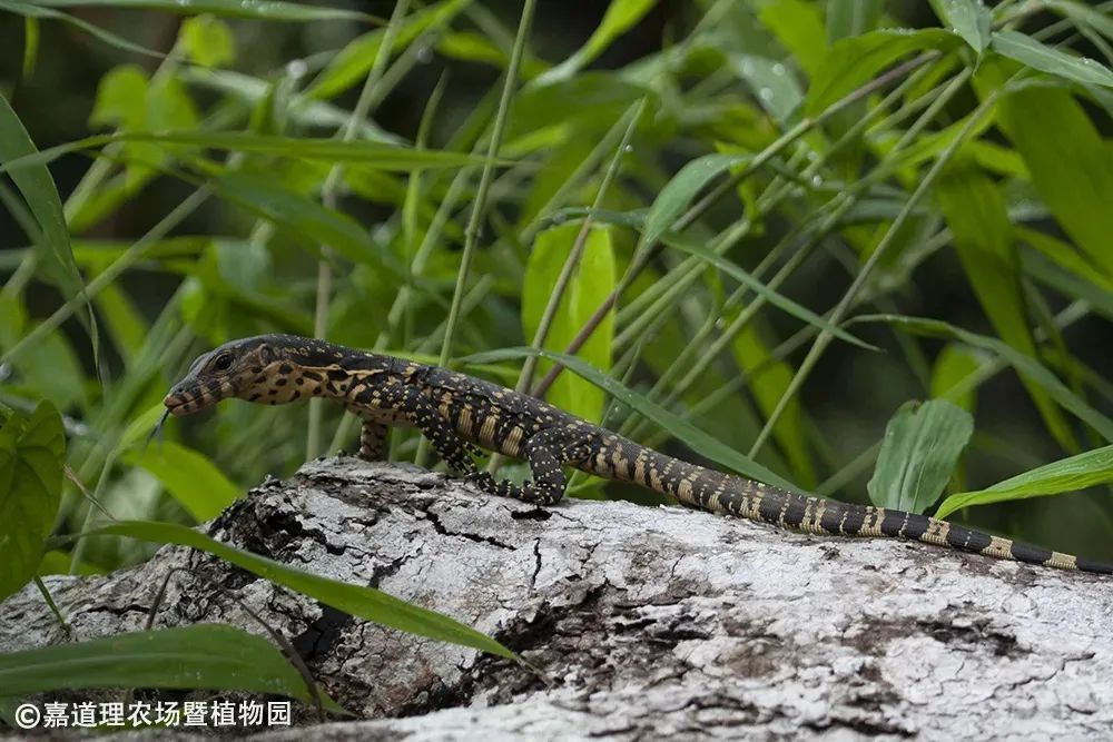 圓鼻巨蜥:一級國寶,水中游龍_騰訊新聞