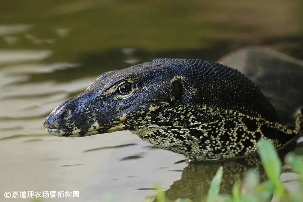 圆鼻巨蜥:一级国宝,水中游龙_腾讯新闻