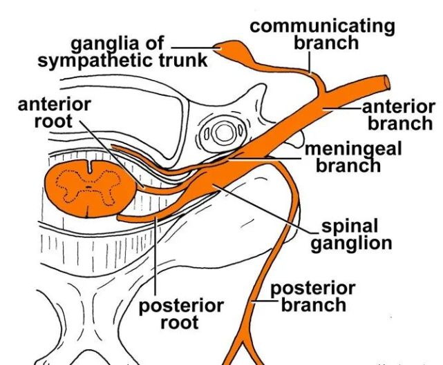 後根在椎間孔處有膨大的脊神經節(spinal ganglion)--後根屬感覺性