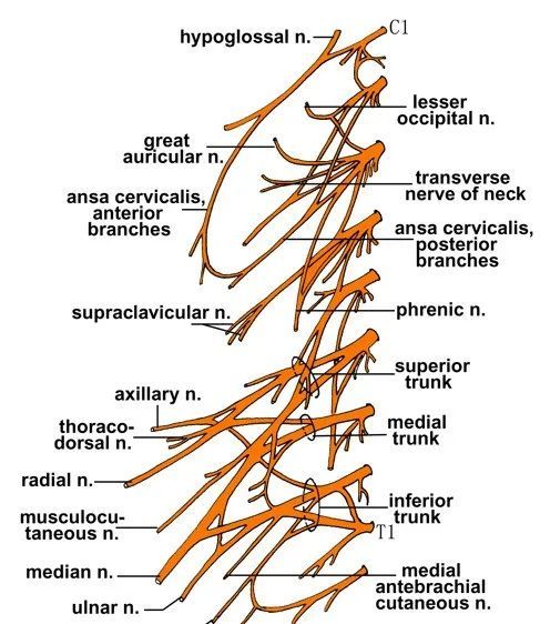 组成:由第 1 4颈神经的前支构成.