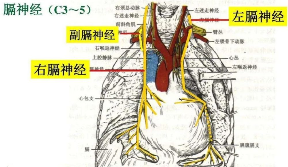 膈神经phrenic nerve2)肌支:主要支配颈部深层肌,舌下肌群,肩胛提肌和
