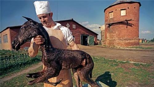 苏联卖人肉照片图片