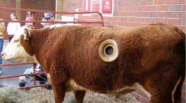 有的奶牛身上有一个洞饲养员还常用手去掏它们不会痛吗