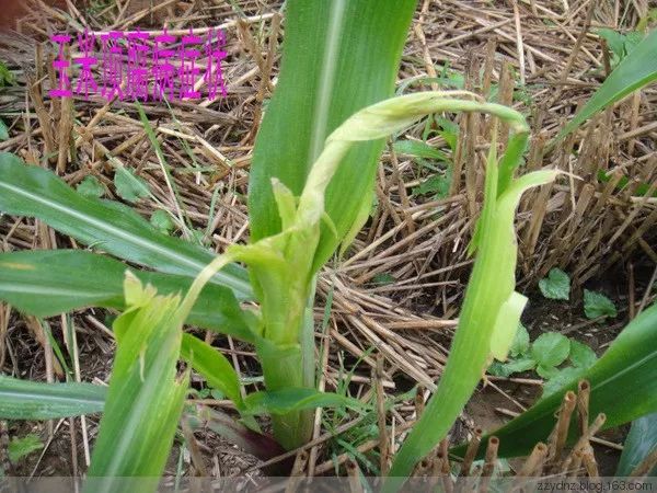 今年玉米要高产7月应该怎么管详细解决方案抓紧时间看