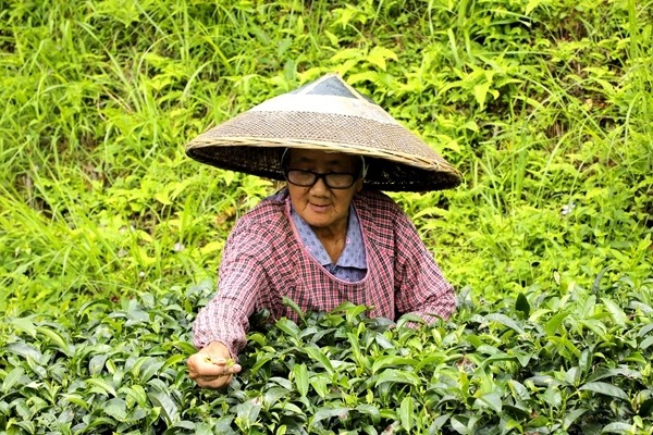 通道:一片小茶葉 一條致富路