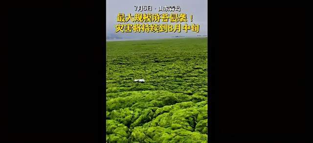 山东青岛遭最大规模浒苔侵袭 已捞24吨 吃货们 能吃吗 专家这样说 全网搜