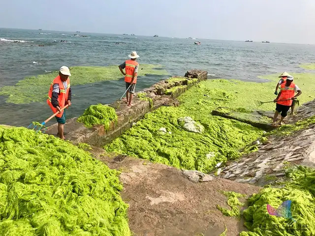 山东青岛遭最大规模浒苔侵袭 已捞24吨 吃货们 能吃吗 专家这样说 全网搜