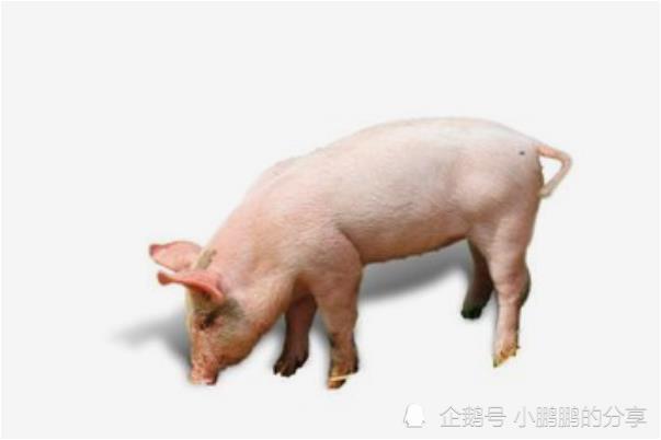 10猪有9富 揭晓71年生肖猪的毕生寿命 过了49岁后什么命 腾讯新闻