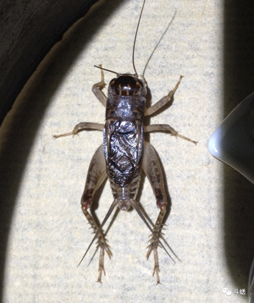蟋蟀鉴赏10路辣口厚项
