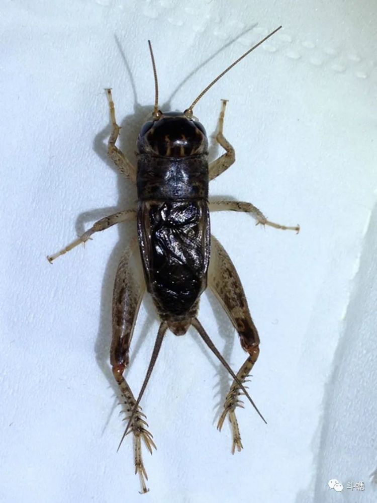 蟋蟀鉴赏10路辣口厚项