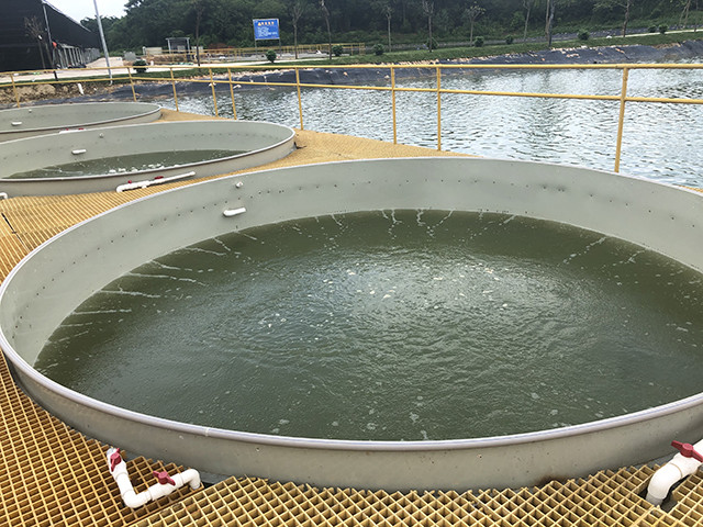 农村鱼塘养鱼赚钱吗一亩鱼塘养鱼成本是多少