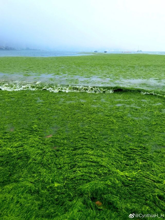 山东青岛遭最大规模浒苔侵袭网友靠吃能解决吗