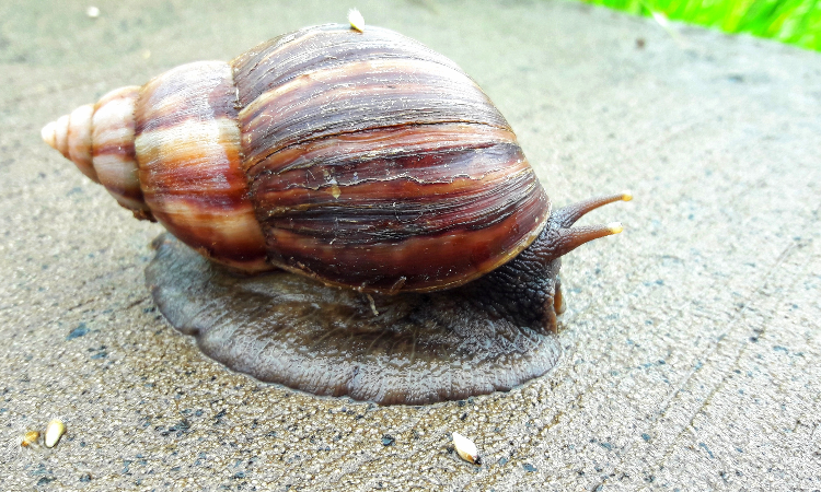 非洲大蜗牛不能吃也不能摸,否则,有感染寄生虫病