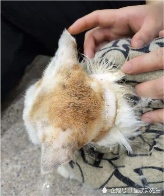 猫咪真菌感染流脓七天治疗过程案例