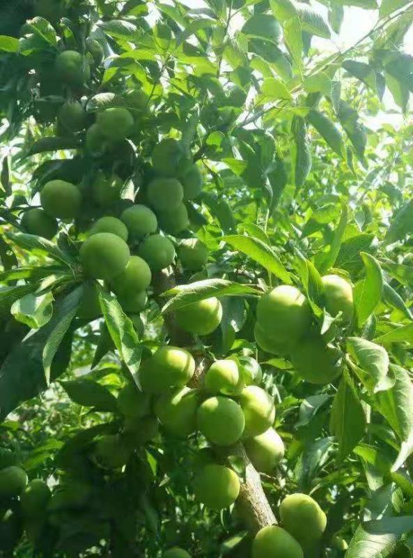 金堂青脆李熟啦!