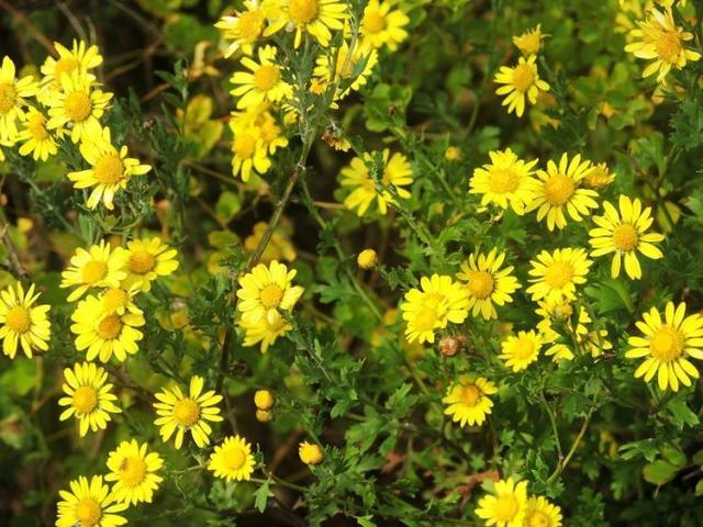 野菊花一般产自秋天,当百花凋谢时,野菊花便在漫山遍野开起来了,有黄