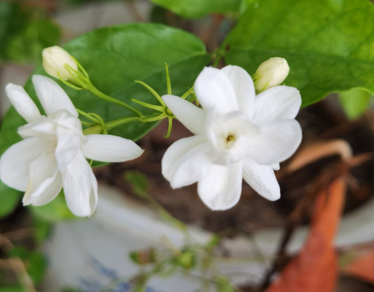 养茉莉也要用心,记住3要点,才能花开爆盆