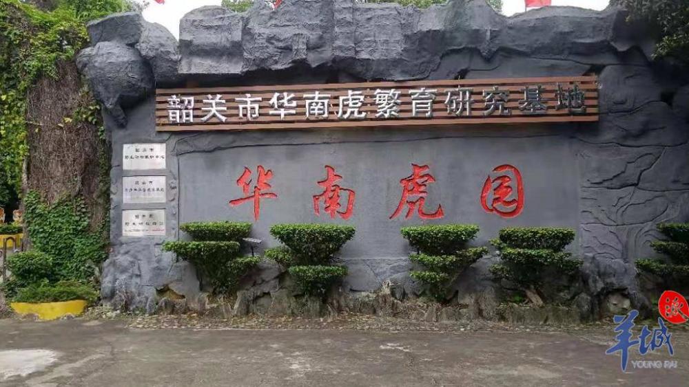 韶关百天华南虎宝宝将亮相