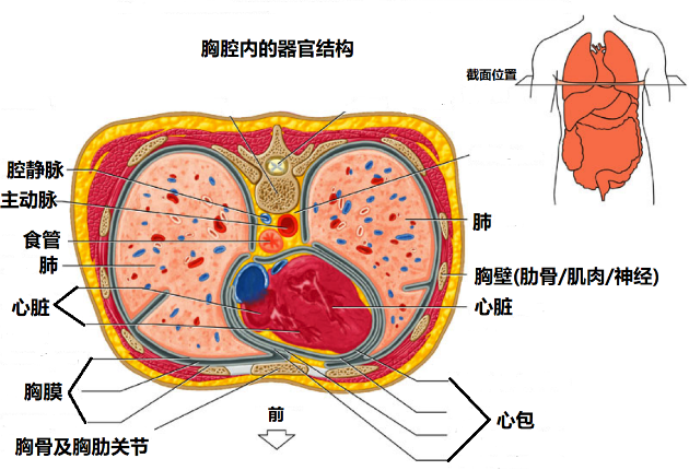 胸口突然痛一下是不是心脏有问题怎么办