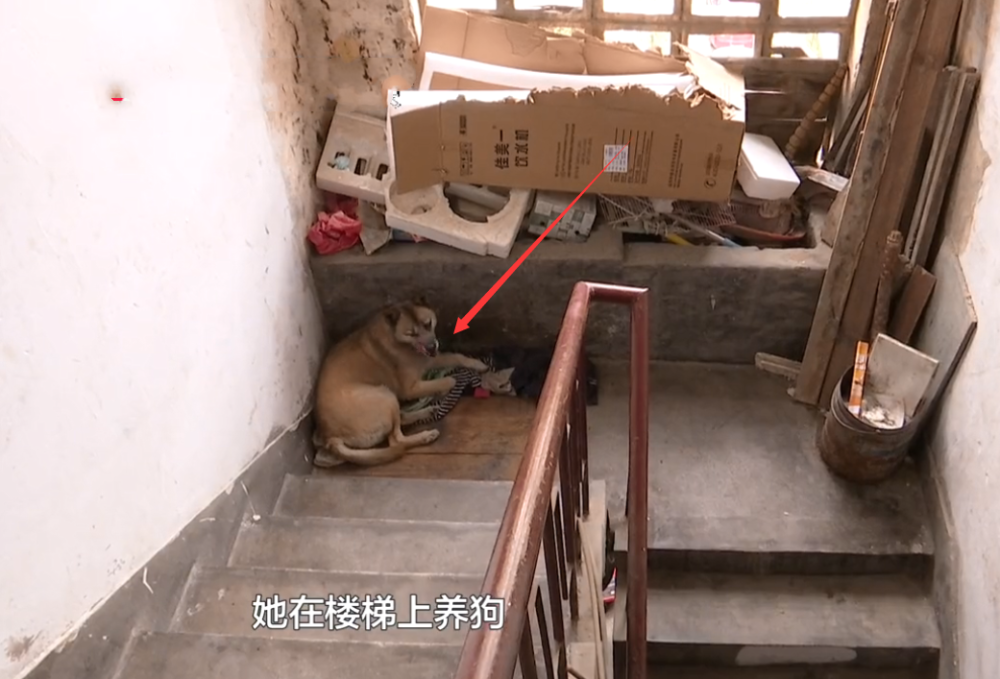 楼梯拐角养狗被投诉,大妈反怪邻居态度不好:上来就命令我