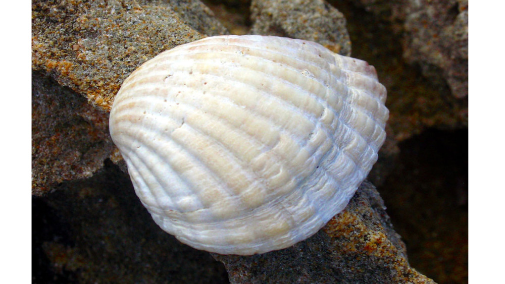 山海经图解第四篇育沛一种神奇的石头