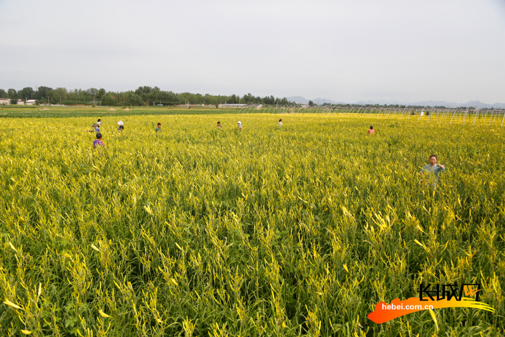 20多名村民一字排开采摘黄花菜.种植园区里成熟的黄花菜.