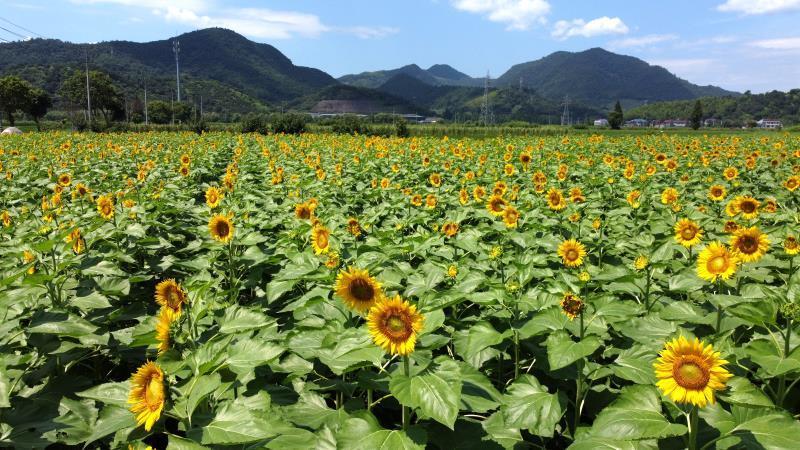 小暑时节余姚这片向日葵花海盛开