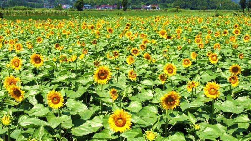 小暑时节余姚这片向日葵花海盛开
