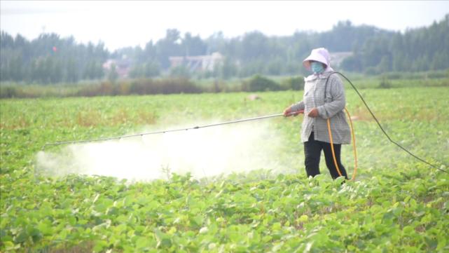 大豆花荚期 如何提高产量 教你一个配方 很实用 腾讯新闻