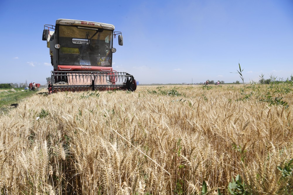(经济)宁夏小麦开镰收割