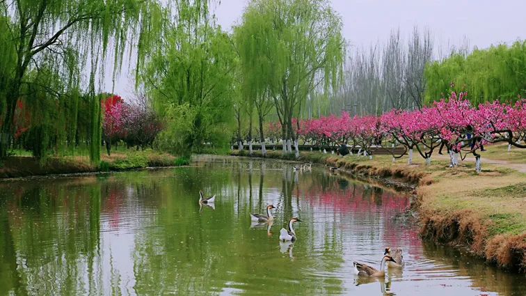 西安潏河湿地公园图片