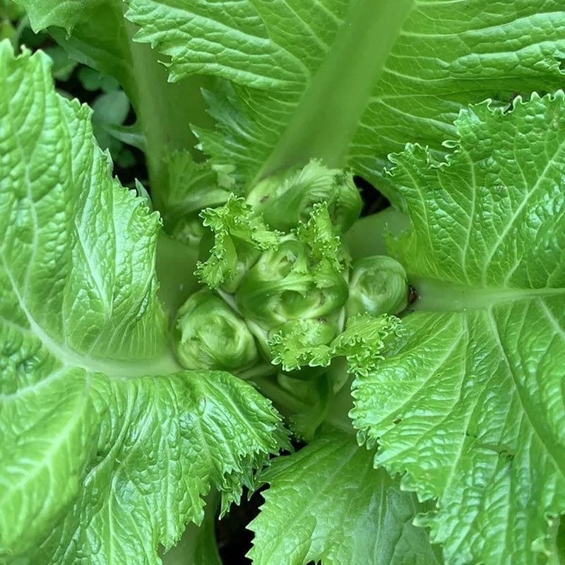 兒菜的種植也不難,主要是要掌握好溫度,兒菜是喜陰涼的的蔬菜,兒菜在